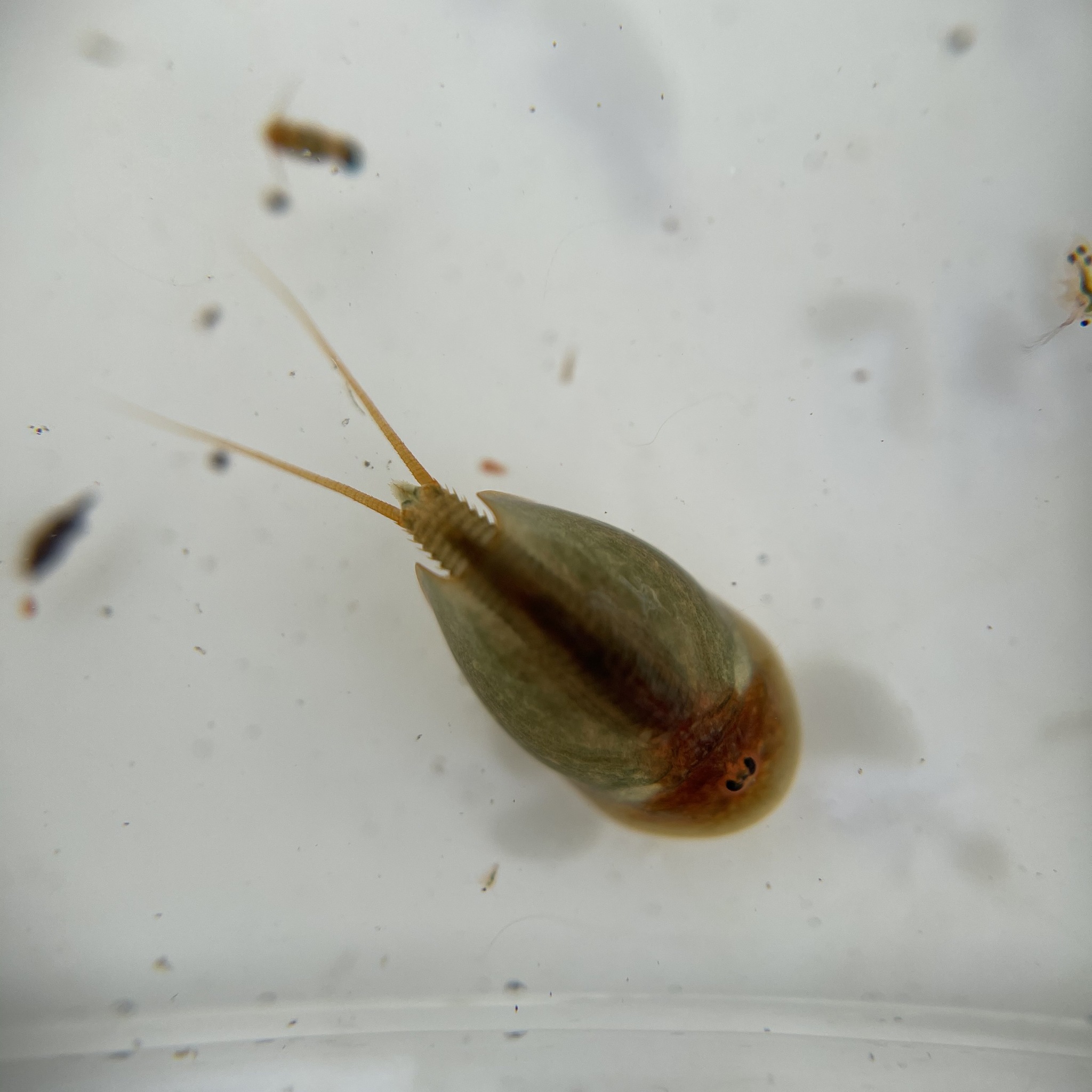 Lepidurus apus lubbocki